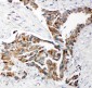 Anti-TRAM1 Antibody